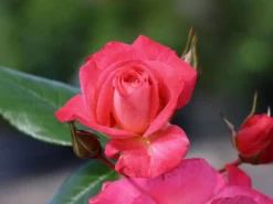 Kletterrose 'Shogun' ® -Deutschland Garten Funk Verkaufs-Shop kletterrose shogun m005502 w 6