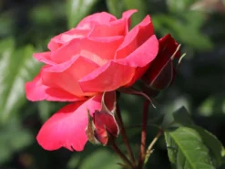 Kletterrose 'Shogun' ® -Deutschland Garten Funk Verkaufs-Shop kletterrose shogun m005502 w 9