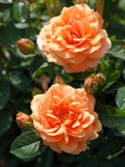 Kletterrose 'Skyline' -Deutschland Garten Funk Verkaufs-Shop kletterrose skyline m114465 w 0