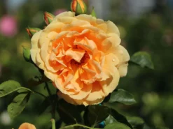 Kletterrose 'Skyline' -Deutschland Garten Funk Verkaufs-Shop kletterrose skyline m114465 w 1