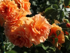 Kletterrose 'Skyline' -Deutschland Garten Funk Verkaufs-Shop kletterrose skyline m114465 w 2