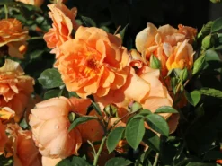 Kletterrose 'Skyline' -Deutschland Garten Funk Verkaufs-Shop kletterrose skyline m114465 w 3