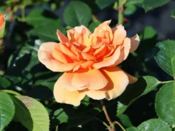 Kletterrose 'Skyline' -Deutschland Garten Funk Verkaufs-Shop kletterrose skyline m114465 w 4