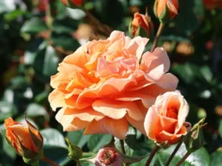 Kletterrose 'Skyline' -Deutschland Garten Funk Verkaufs-Shop kletterrose skyline m114465 w 5