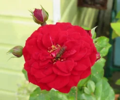 Kletterrose Starlet® Rose 'Natalie' ® -Deutschland Garten Funk Verkaufs-Shop kletterrose starlet rose natalie m111215 1041562 0