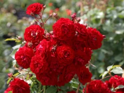 Kletterrose Starlet® Rose 'Natalie' ®