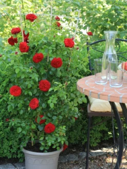 Kletterrose Starlet® Rose 'Natalie' ® -Deutschland Garten Funk Verkaufs-Shop kletterrose starlet rose natalie m111215 w 0