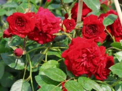 Kletterrose Starlet® Rose 'Natalie' ® -Deutschland Garten Funk Verkaufs-Shop kletterrose starlet rose natalie m111215 w 3