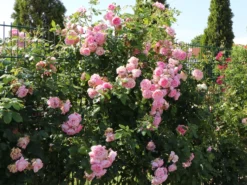 Kletterrose 'Sweet Laguna' ®