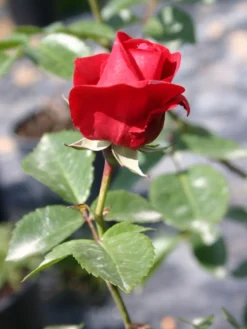 Kletterrose 'Sympathie' ® -Deutschland Garten Funk Verkaufs-Shop kletterrose sympathie m002746 w 0 1