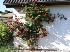 Kletterrose 'Sympathie' ® -Deutschland Garten Funk Verkaufs-Shop kletterrose sympathie m002746 w 0
