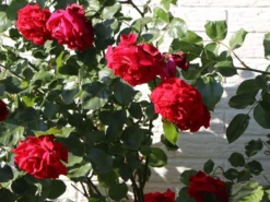 Kletterrose 'Sympathie' ® -Deutschland Garten Funk Verkaufs-Shop kletterrose sympathie m002746 w 1