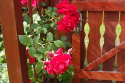 Kletterrose 'The Prince's Trust' / 'Baikal' ® -Deutschland Garten Funk Verkaufs-Shop kletterrose the princes trust baikal m007925 679254 0