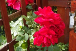 Kletterrose 'The Prince's Trust' / 'Baikal' ® -Deutschland Garten Funk Verkaufs-Shop kletterrose the princes trust baikal m007925 679254 1