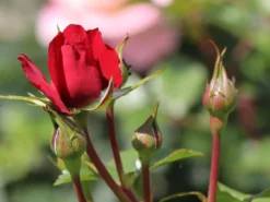 Kletterrose 'The Prince's Trust' / 'Baikal' ® -Deutschland Garten Funk Verkaufs-Shop kletterrose the princes trust baikal m007925 w 1