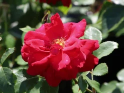 Kletterrose 'The Prince's Trust' / 'Baikal' ® -Deutschland Garten Funk Verkaufs-Shop kletterrose the princes trust baikal m007925 w 3