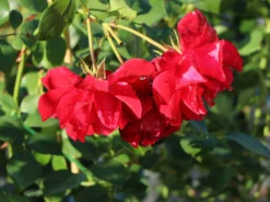 Kletterrose 'The Prince's Trust' / 'Baikal' ® -Deutschland Garten Funk Verkaufs-Shop kletterrose the princes trust baikal m007925 w 4