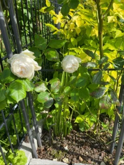 Kletterrose 'Uetersener Klosterrose' -Deutschland Garten Funk Verkaufs-Shop kletterrose uetersener klosterrose m009511 1304243 0