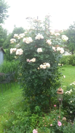 Kletterrose 'Uetersener Klosterrose' -Deutschland Garten Funk Verkaufs-Shop kletterrose uetersener klosterrose m009511 149368 0