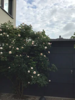 Kletterrose 'Uetersener Klosterrose' -Deutschland Garten Funk Verkaufs-Shop kletterrose uetersener klosterrose m009511 193676 0