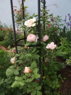 Kletterrose 'Uetersener Klosterrose' -Deutschland Garten Funk Verkaufs-Shop kletterrose uetersener klosterrose m009511 307684 0