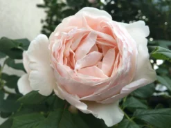 Kletterrose 'Uetersener Klosterrose' -Deutschland Garten Funk Verkaufs-Shop kletterrose uetersener klosterrose m009511 409722 1