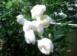 Kletterrose 'Uetersener Klosterrose' -Deutschland Garten Funk Verkaufs-Shop kletterrose uetersener klosterrose m009511 589576 0