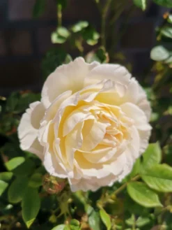 Kletterrose 'Uetersener Klosterrose' -Deutschland Garten Funk Verkaufs-Shop kletterrose uetersener klosterrose m009511 948006 0