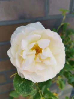 Kletterrose 'Uetersener Klosterrose' -Deutschland Garten Funk Verkaufs-Shop kletterrose uetersener klosterrose m009511 948006 1