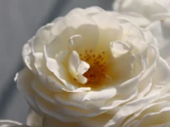 Kletterrose 'Uetersener Klosterrose' -Deutschland Garten Funk Verkaufs-Shop kletterrose uetersener klosterrose m009511 w 0