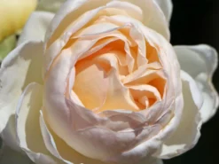 Kletterrose 'Uetersener Klosterrose' -Deutschland Garten Funk Verkaufs-Shop kletterrose uetersener klosterrose m009511 w 2