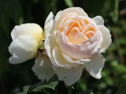 Kletterrose 'Uetersener Klosterrose' -Deutschland Garten Funk Verkaufs-Shop kletterrose uetersener klosterrose m009511 w 3