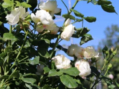 Kletterrose 'Uetersener Klosterrose' -Deutschland Garten Funk Verkaufs-Shop kletterrose uetersener klosterrose m009511 w 4