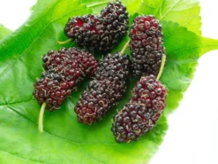 Koreanische Zwerg-Maulbeere 'Mulle'