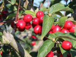 Kornelkirsche 'Golden Glory' -Deutschland Garten Funk Verkaufs-Shop kornelkirsche golden glory m011378 w 3