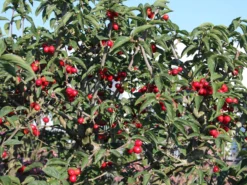 Kornelkirsche 'Golden Glory' -Deutschland Garten Funk Verkaufs-Shop kornelkirsche golden glory m011378 w 4