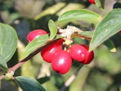 Kornelkirsche 'Golden Glory' -Deutschland Garten Funk Verkaufs-Shop kornelkirsche golden glory m011378 w 5