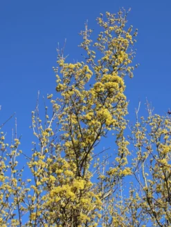 Kornelkirsche 'Golden Glory' -Deutschland Garten Funk Verkaufs-Shop kornelkirsche golden glory m011378 w 6