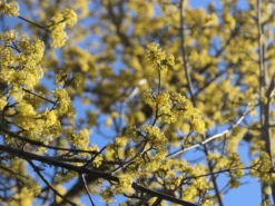 Kornelkirsche 'Golden Glory' -Deutschland Garten Funk Verkaufs-Shop kornelkirsche golden glory m011378 w 8