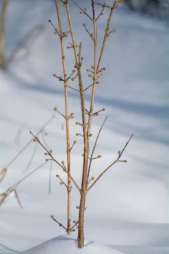 Kornelkirsche 'Kasanlaker' -Deutschland Garten Funk Verkaufs-Shop kornelkirsche kasanlaker m073826 1028040 0