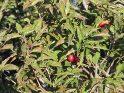 Kornelkirsche 'Kasanlaker' -Deutschland Garten Funk Verkaufs-Shop kornelkirsche kasanlaker m073826 w 1
