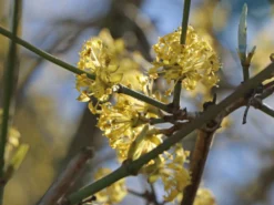 Kornelkirsche 'Kasanlaker' -Deutschland Garten Funk Verkaufs-Shop kornelkirsche kasanlaker m073826 w 3