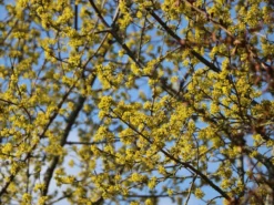 Kornelkirsche 'Kasanlaker' -Deutschland Garten Funk Verkaufs-Shop kornelkirsche kasanlaker m073826 w 4
