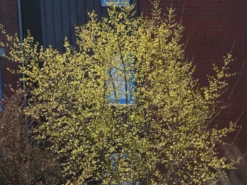 Kornelkirsche 'Kasanlaker' -Deutschland Garten Funk Verkaufs-Shop kornelkirsche kasanlaker m073826 w 5