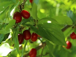 Kornelkirsche 'Kasanlaker' -Deutschland Garten Funk Verkaufs-Shop kornelkirsche kasanlaker m073826 w 6