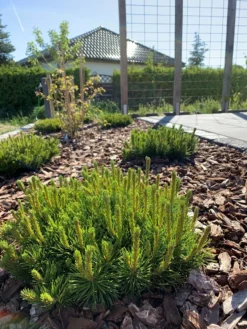 Kriechkiefer / Zwerglatsche / Zwergkiefer / Kniekiefer -Deutschland Garten Funk Verkaufs-Shop kriechkiefer zwerglatsche zwergkiefer kniekiefer m002218 193676 0