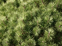 Kriechkiefer / Zwerglatsche / Zwergkiefer / Kniekiefer -Deutschland Garten Funk Verkaufs-Shop kriechkiefer zwerglatsche zwergkiefer kniekiefer m002218 w 0