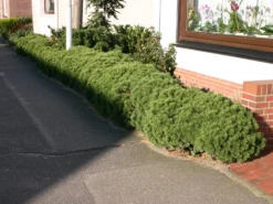 Kriechkiefer / Zwerglatsche / Zwergkiefer / Kniekiefer -Deutschland Garten Funk Verkaufs-Shop kriechkiefer zwerglatsche zwergkiefer kniekiefer m002218 w 1