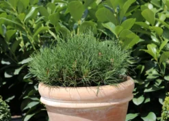 Kriechkiefer / Zwerglatsche / Zwergkiefer / Kniekiefer -Deutschland Garten Funk Verkaufs-Shop kriechkiefer zwerglatsche zwergkiefer kniekiefer m002218 w 4