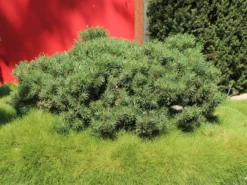 Kriechkiefer / Zwerglatsche / Zwergkiefer / Kniekiefer -Deutschland Garten Funk Verkaufs-Shop kriechkiefer zwerglatsche zwergkiefer kniekiefer m002218 w 5